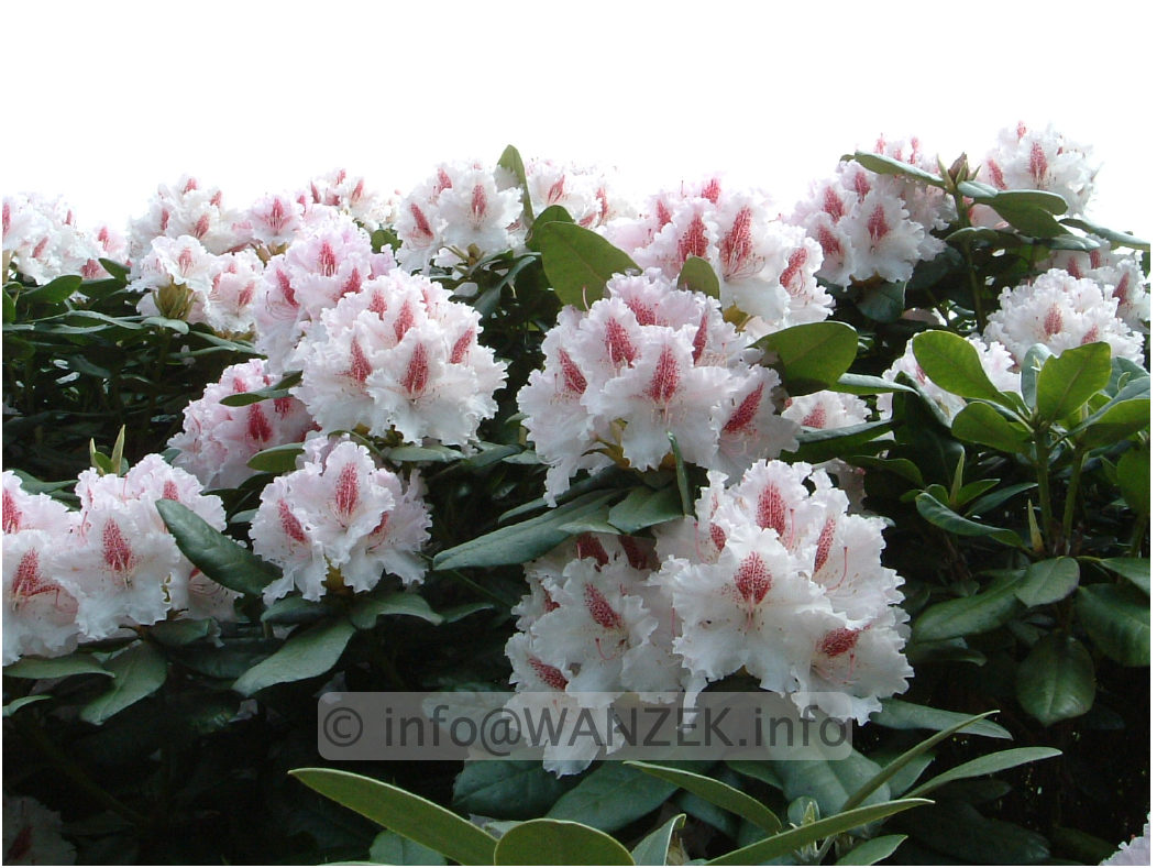 Rhododendron Progres 05.jpg